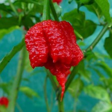 Carolina Reaper Chilli Pepper Seeds Super Hot!!! Genuine Viable Seeds, UK Stock