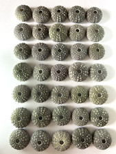 japanese sea glass Surf-Tumble Seashell sea urchin shell small 35 pieces