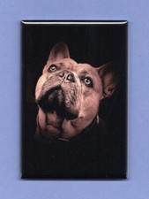 BULLDOG 2X3 FRIDGE MAGNET DOG PET MAN'S BEST FRIEND K9 PUPPY FRENCH ENGLISH