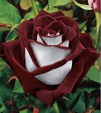 HYBRID TEA ROSE  OSIRIA BARE ROOT GARDEN ROSE,PERNNIAL PLANTS