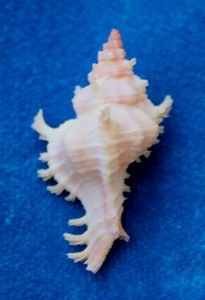 Seashell RARE murex ryukyuensis Okinawa 32mm F+ #S-71