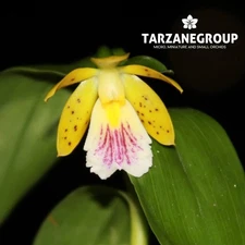 OERSTEDELLA / EPIDENDRUM WALLISII ORCHID POTTED