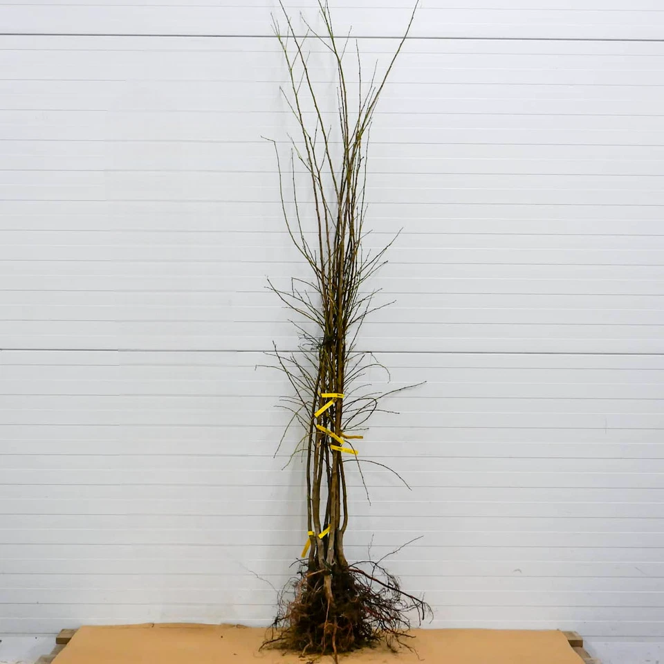 Japanischer Pflaumenbaum Angelo - Winterharte Obstbaum Pflanze 80/140 cm Pflaume - Bild 4 von 4