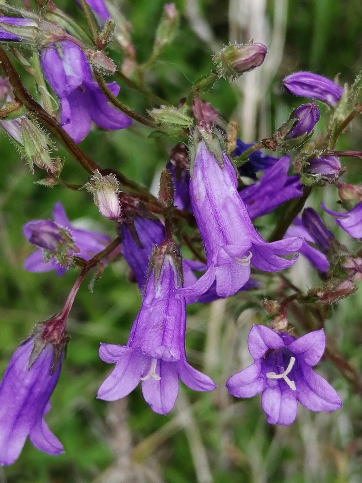 VALEYRAC EXOTICS FLEUR CLOCHE DE SIBÉRIE - Campanula sibirica 50+ graines plante vivace Z 168