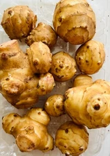 White Mammoth Sunchoke / Jerusalem Artichoke - Helianthus tuberosus,Edible
