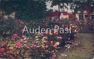 Vintage California Rose Garden Postkarte - ''Rosen All Year Round'' ca.1910er