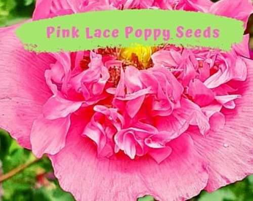 Pretty Pink Lace Poppy Flower Seeds - 100 plus seeds in each pack - Picture 1 of 7