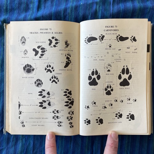 Complete Field Guide To American Wildlife Birds Reptiles Fish Mammals (1959 VTG) - Picture 8 of 13