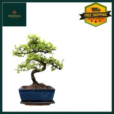 Bonsai Tree with Pot – House and Desktop Plant, Real Live Indoor Bonsai, Very...