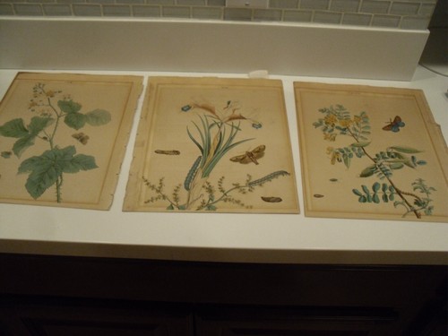 3 Antique Print FLOWERS ,INSECTS-BUTTERFLIES, CATAPILLERS, BUGS, YOU GET 3 SHOWN - Picture 2 of 15