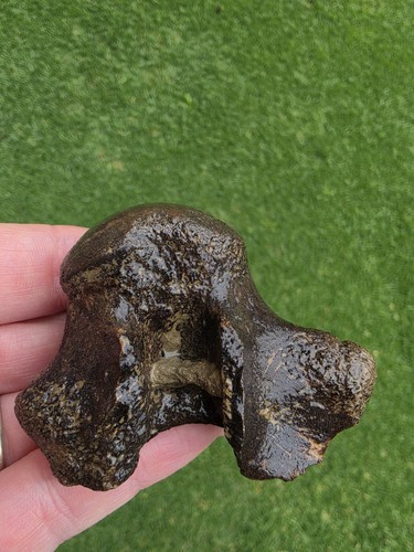 Mosasaur Thoracic Vertebrae Ozan TX Fossil Tylosaur