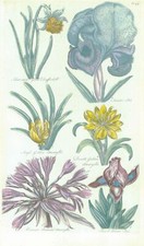 1757 Botanical DAFFODILL IRIS AMARYLLIS  John Hill Pl 44 (EG16)
