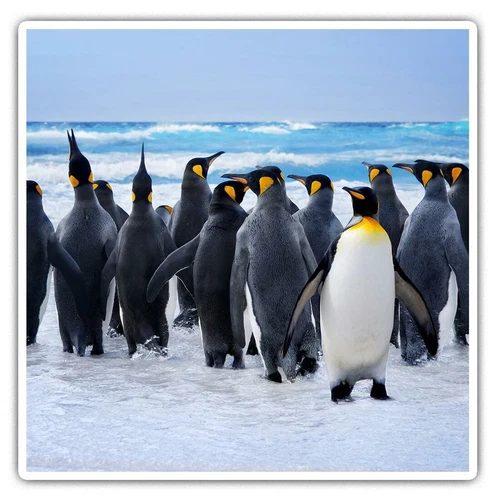 2 x Square Stickers 10 cm - Emperor Penguin Flock Beach Cool Gift #14618
