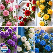300 Climbing Rose Bush Seeds for Planting Outdoors-Perennial Flow