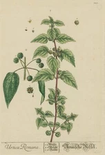 NTLE - Urtica Romana, Trew after Elizabeth Blackwell - Copperplate 1757-73