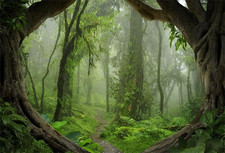 5X3Ft Forest Backdrop Tropical Jungle Rainforest Backdrops for Photograp