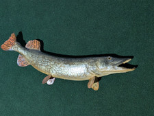 Large Vintage 41" Northern Pike Fish Mount Replica - Cottage/Lake House Decor Large Vintage 41" Northern Pike Fish Mount Replica - Cottage/Lake House Decor - Image 1
