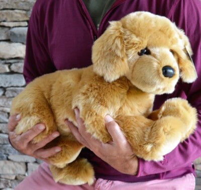 Medium Golden Retriever Dog Companion Dog for Seniors, Kids - Main Image