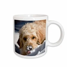 3dRose A Goldendoodle dog - US32 ZMU0068 - Zandria Muench Beraldo Mug