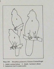 Original Old Antique Print Eagles Hawks & Falcons Guiana Crested Eagle Plate