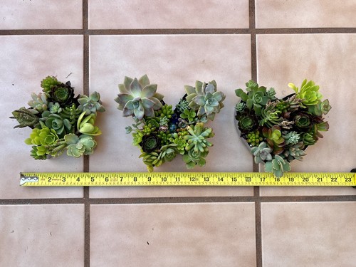 Disposizione talee succulente cuore (1 pezzo) Echeveria stringa di perle - Foto 10 di 24