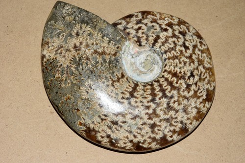 RARE très grande ammonite Aioloceras besairiei  albien de Mahajanga Madagascar - Bild 5 von 5