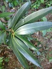 Pomarrosa Leaves 100 From The Caribbean