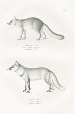 Volpe Volpi Cane Cani Animali Litografia Brodtmann 1824