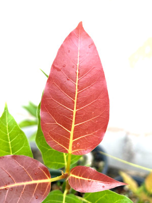 Rare Ficus Ingens (Red-Leaved Fig) Plant - Pre-Bonsai - Fast Growing