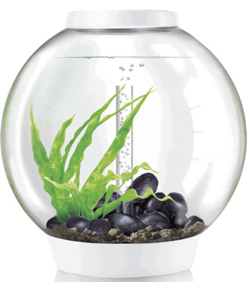Dekorationsidee für CLASSIC 60 Dekoration 3 für Ihr biOrb Aquarium