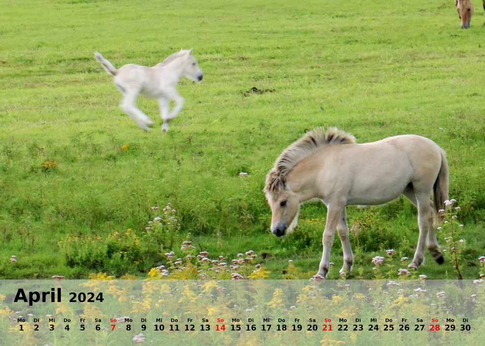 Fotokalender 2024 - 300g hochwertiger Qualitätsdruck matt - Bild 4 von 4