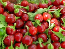 Red Cherry Hot Pepper Seeds, Cherry Bombs, Pimenta, NON-GMO, Heirloom, FREE SHIP