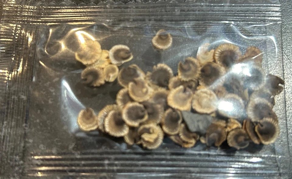 20 EXOTIC RARE HOLLYHOCK SEEDS for garden flower beds plant bush USA SELLER USPS - Image 3 of 4