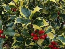 Ilex Aquifolium Madame Briot - English Female Holly