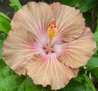 ELLE'S DAYBREAK Tropical Hibiscus -- Plant in 4.5" pot — photo 1