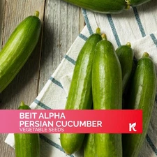 KVITER 30 Beit Alpha Persian Cucumbers Seeds (Cucumis Sativus)