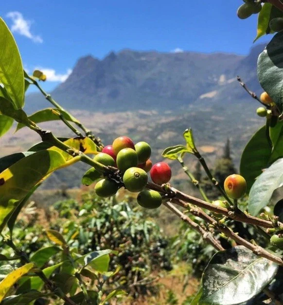 GRANOS DE CAFÉ VERDE SIN TOSTAR PERUANO HIGHLAND 5 LIBRAS - ARÁBIGA CULTIVADOS ORGÁNICAMENTE Foto 3 de 4