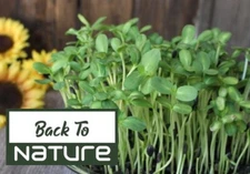 Sunflower Microgreen Seeds For Sprouting - Grows Fast! - Healthy & Delicious