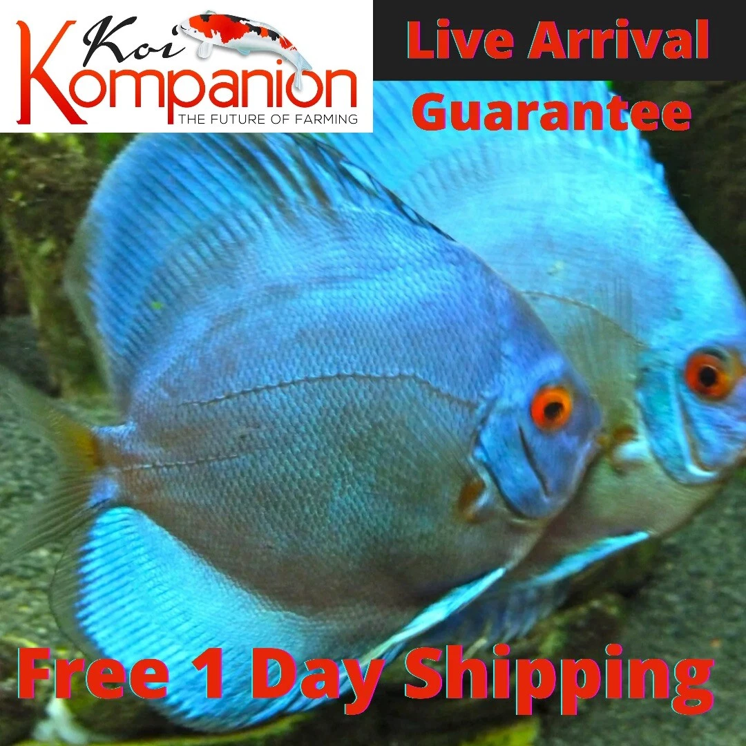 Freshwater discus fish for sale cheap