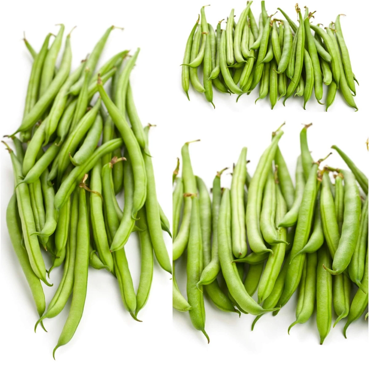 DWARF BEAN Strike 25 Seeds HEIRLOOM vegetable garden STRINGLESS french SNAP easy