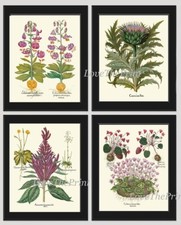 Botanical Prints Wall Art Decor Set of 4 Beautiful Antique Vintage Unframed