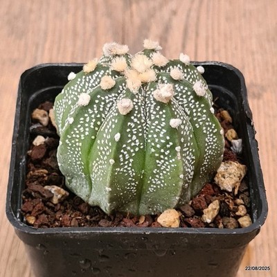 D6151 ASTROPHYTUM SUPERKABUTO pot7-H5-W6 cm  MaMa Cactus