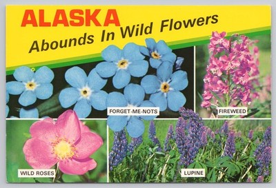 Alaska Wild Flowers Forget Me Nots Fireweed Wild Roses Lupine, Vintage Postcard