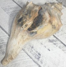 Vtg 8 3/4 Rare Dakshinavarti Conch Seashell Decor Aquarium Ocean Fossil