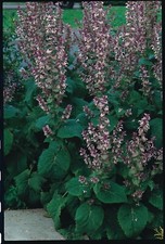 Herb & Veg Seeds - Large Variety - Grow your