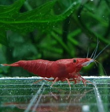 10 1 Bloody Mary Shrimp Freshwater Neocaridina Aquarium Shrimp. Live Guarantee