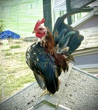 Serama Chicken Hatching Eggs 6+ PLEASE READ THE DESCRIPTION