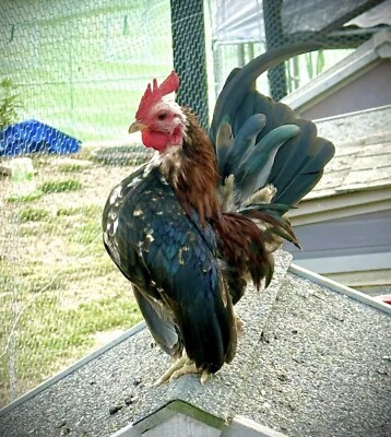 Serama Chicken Hatching Eggs 6+ PLEASE READ THE DESCRIPTION