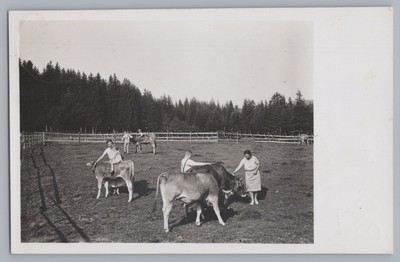 Buchenberg Allgäu 1928 - cattle pasture tourists brown cattle boys - old photo