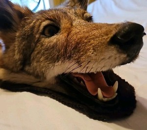 North American Coyote Taxidermy Rug With Head & Mouth Open Rug Wall Hanging